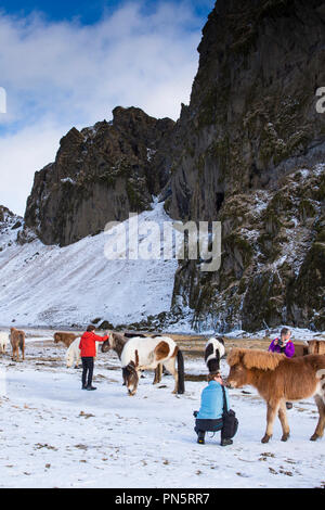 Touristen mit Herde Islandponys im Süden Islands Stockfoto