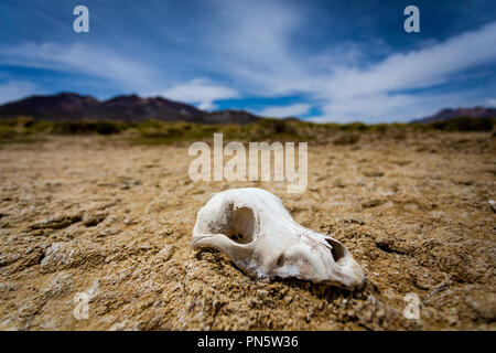 Tierschädel in der Wüste Stockfoto