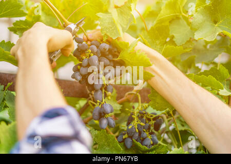 Nahaufnahme männlichen Gärtner hand Obst im Gewächshaus Stockfoto