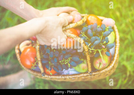 Die Hände schließen sammeln frische Tomaten und Trauben mit Pfirsichen im Warenkorb auf Gras Stockfoto