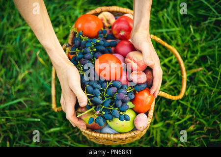 Die Hände schließen sammeln frische Tomaten und Trauben mit Pfirsichen im Warenkorb auf Gras Stockfoto