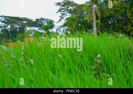 Full HD-natürliche Schönheit Bild von Bangladesch Stockfoto