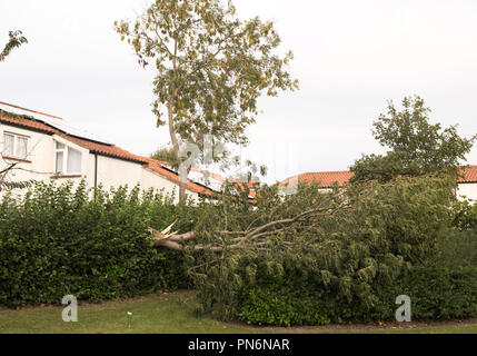 Washington, Großbritannien. Sept. 2018 20. UK Wetter: gefällten Baum durch Sturm Ali zum Glück fehlt die angrenzenden Häuser in Fatfield Washington. (C) Washington Imaging/Alamy leben Nachrichten Stockfoto