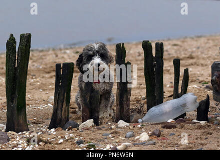 Heacham, UK. 20 Seprtember 2018. Eine Plastikflasche gewaschen am Strand liegt neben einem See Defense groyne als Cookie die cockapoo Hund sieht durch die verwitterte Holz, an Heacham, Norfolk, am 20. September 2018. Credit: Paul Marriott/Alamy leben Nachrichten Stockfoto