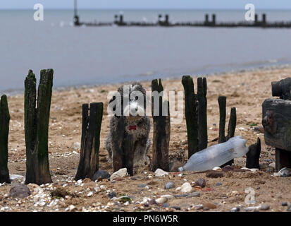 Heacham, UK. 20 Seprtember 2018. Eine Plastikflasche gewaschen am Strand liegt neben einem See Defense groyne als Cookie die cockapoo Hund sieht durch die verwitterte Holz, an Heacham, Norfolk, am 20. September 2018. Credit: Paul Marriott/Alamy leben Nachrichten Stockfoto