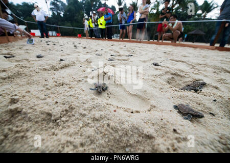 Singapur. 20 Sep, 2018. Eine Kupplung der Echte Karettschildkröte schlüpflinge Rush in Richtung Meer am Strand von Singapur Insel Sentosa an Sept. 19, 2018. Credit: Dann Chih Wey) (Rh/Xinhua/Alamy leben Nachrichten Stockfoto