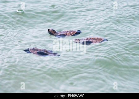 Singapur. 20 Sep, 2018. Eine Kupplung der Echte Karettschildkröte Schlüpflinge erfolgreich ihren Weg zum Meer nach dem Schlupf am Strand von Singapur Insel Sentosa an Sept. 19, 2018. Credit: Dann Chih Wey) (Rh/Xinhua/Alamy leben Nachrichten Stockfoto