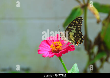 Schöne gestreifte Schmetterling ist das Hocken auf rosa Blüte (Zinnia Zinnia violacea Cav.) im Sommer Garten an einem sonnigen Tag. Zinnia ist eine Gattung der Pflanzen der Stockfoto