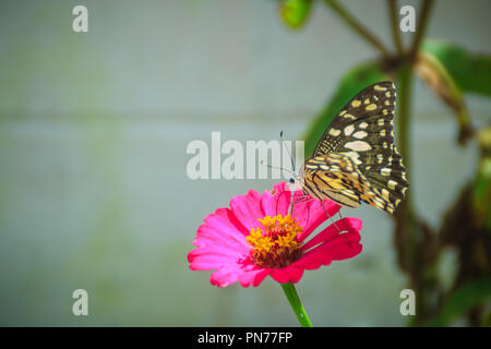 Schöne gestreifte Schmetterling ist das Hocken auf rosa Blüte (Zinnia Zinnia violacea Cav.) im Sommer Garten an einem sonnigen Tag. Zinnia ist eine Gattung der Pflanzen der Stockfoto