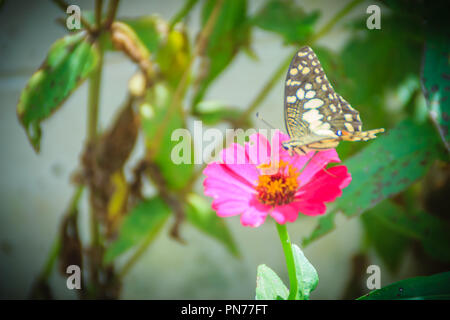 Schöne gestreifte Schmetterling ist das Hocken auf rosa Blüte (Zinnia Zinnia violacea Cav.) im Sommer Garten an einem sonnigen Tag. Zinnia ist eine Gattung der Pflanzen der Stockfoto