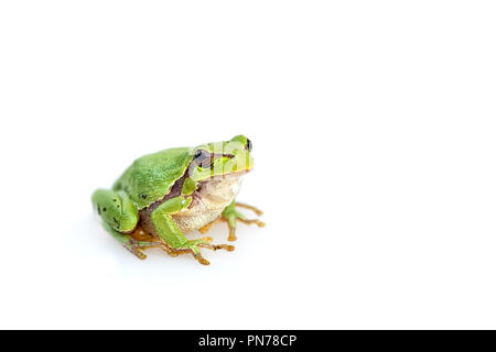 Grüne gemeinsamen europäischen frog Hyla meridionalis auf weißem Hintergrund Stockfoto