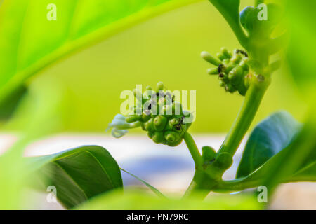 Junge grüne Morinda citrifolia Frucht am Baum, auch bekannt als große Morinda, Indische Maulbeere, Noni, Strand Mulberry, Käse und Obst. Stockfoto