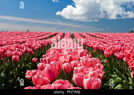 Rosa Tulpen blühen in einem Feld in Mount Vernon, Washington Stockfoto