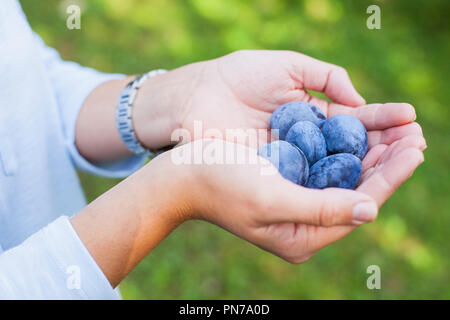 In der Nähe Bild von einer Handvoll reife Pflaumen Stockfoto
