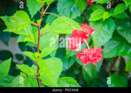 Red double Blütenblatt vermillion Blume des Hybrid Hibiscus rosa-sinensis, auch bekannt als Chinesische Hibiskus, China Rose, Hawaiian Hibiscus und shoeblackplant Stockfoto