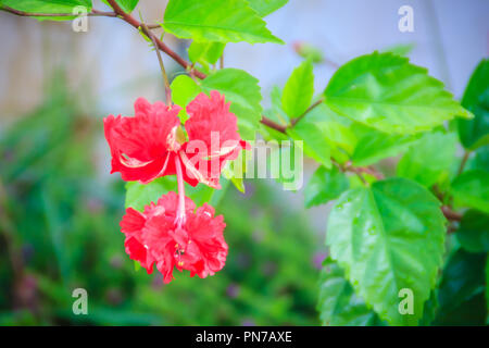 Red double Blütenblatt vermillion Blume des Hybrid Hibiscus rosa-sinensis, auch bekannt als Chinesische Hibiskus, China Rose, Hawaiian Hibiscus und shoeblackplant Stockfoto