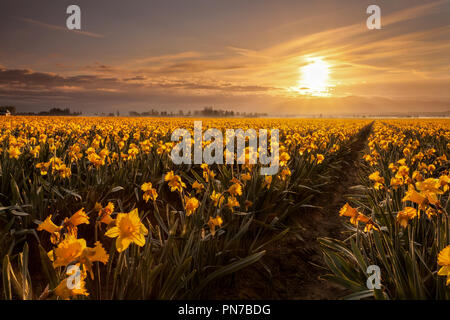 Narzissen blühen in Mount Vernon, Washington bei Sonnenaufgang Stockfoto
