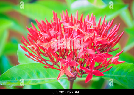 Red West Indian Jasmin Blume (Ixora macrothyrsa) im Hinterhof Blumengarten. Ixora ist eine Gattung von Blütenpflanzen in der Familie der Rubiaceae. Es ist Stockfoto