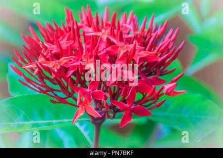 Red West Indian Jasmin Blume (Ixora macrothyrsa) im Hinterhof Blumengarten. Ixora ist eine Gattung von Blütenpflanzen in der Familie der Rubiaceae. Es ist Stockfoto