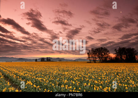 Narzissen blühen in Mount Vernon, Washington bei Sonnenaufgang Stockfoto