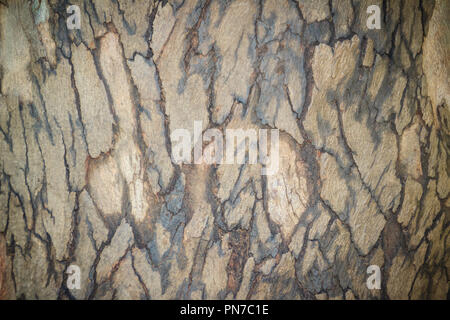 Abstrakte braun Muster Hintergrund in bunten Textur von Eukalyptus Baumrinde. Baumstamm Textur des alten Eucalyptus Rinde für Hintergrund. Stockfoto