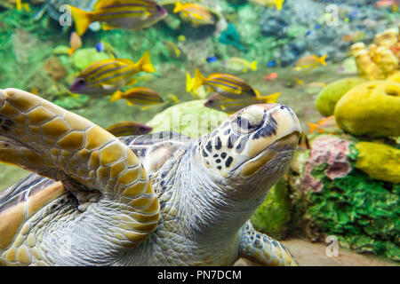 Nahaufnahme der Sea turtle mit Fisch unter Wasser Stockfoto