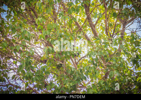 Organic lila Syzygium cumini Früchte am Baum. Syzygium cumini, bekannt als jambul, jambolan, jamblang oder JAMUN, ist ein immergrüner tropischer Baum. Stockfoto