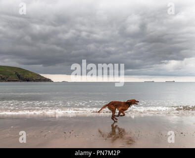 Rocky Bay, Cork, Irland. 12. Juni 2018. "Tara" ein Red Setter Spaß laufen am Strand an der felsigen Bucht, Co.Cork während zwei Tanker vor Anker von liegen Stockfoto