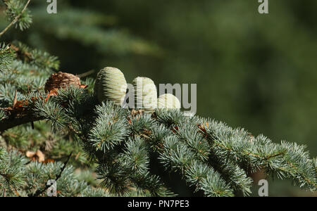 Kegel auf eine Zweigniederlassung einer Zeder (Cedrus libani) Zedern des Libanon oder Libanon Zeder in Großbritannien. Stockfoto