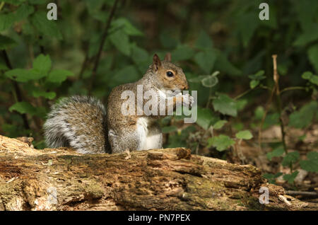 Eine süsse graue Eichhörnchen (Scirius carolinensis) Essen eine Mutter sitzt auf einem anmelden. Stockfoto