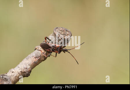 Eine hübsche Western Nadelbaum Same Bug (Leptoglossus occidentalis) Coreidae Anzeige auf einen Zweig. Stockfoto