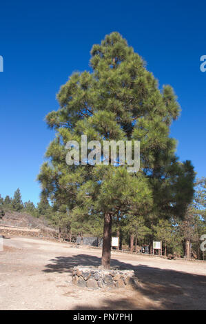 Weite Einstellung auf einer Kiefer auf ein Picknick in den Bergen in der Nähe von Las Canadas del Teide in Teneriffa. Stockfoto