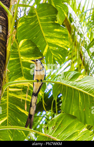 Ometepe Nicaragua. Februar 2018. Eine weiße throated Magpie in Nicaragua Stockfoto