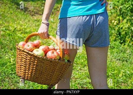 Junges Mädchen mit einem Korb Äpfel im Garten Stockfoto