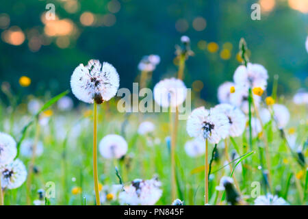 Weiß Löwenzahn weg brannte Blume Nahaufnahme. Soft Focus mit Bokeh, Toning Stockfoto