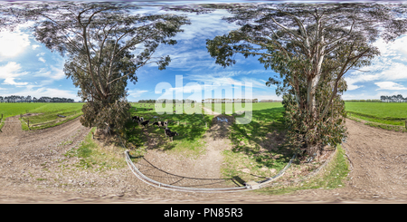 360 Grad Panorama Ansicht von Kühe Bauernhof - Ozeanien Molkerei - Morven - South Canterbury - Neuseeland - Ozeanien