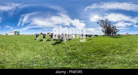 360 Grad Panorama Ansicht von Junge Kühe - Ozeanien Molkerei - Morven - South Canterbury - Neuseeland - Ozeanien