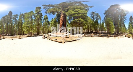 360 Grad Panorama Ansicht von Grizzly Giant Sequoia Baum übersehen, Yosemite