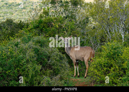Kudu, mit Büschen im Feld umgeben Stockfoto
