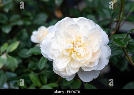 Nahaufnahme einer weißen Rose namens Rosa 'Queen's Jubilee Rose' blühend in einem englischen Garten, Großbritannien Stockfoto