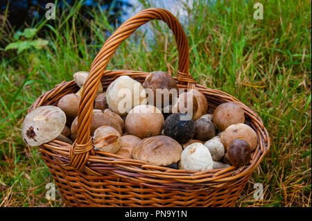 Volle Korb mit essbaren Pilze stehen im Gras im Hintergrund von einem Teich im Wald. Stockfoto