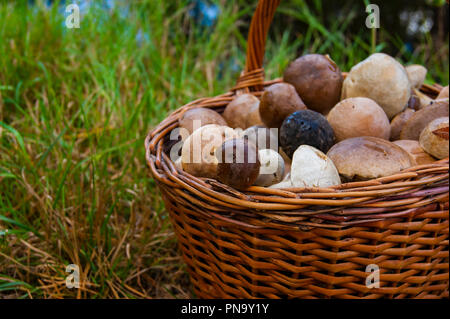 Volle Korb mit essbaren Pilzen steht auf dem Gras im Wald. Stockfoto