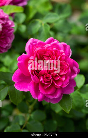 Nahaufnahme einer rosa Rose namens Rosa 'Princess Anne', die in einem englischen Garten blüht Stockfoto