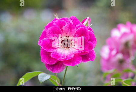 Nahaufnahme von Rosa Brilliant Pink Iceberg - eine rosa Floribunda Rose, UK Stockfoto