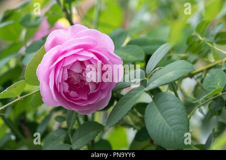 Nahaufnahme der rosa Louise Odier Rose, die in einem englischen Garten blüht Stockfoto