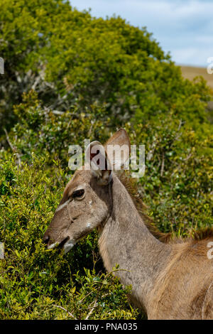 Kudu stehen und Essen auf eine Niederlassung in das Feld Stockfoto