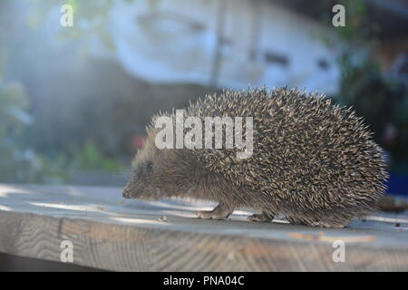 Igel von der Seite auf Holz vor der Natur im Sonnenlicht Stockfoto