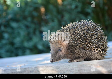 Igel von der Seite auf Holz vor der grünen Natur mit Kopie Raum Stockfoto