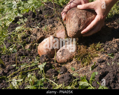 Männliche Hände Steine entfernen, den Boden in einem Feld, im Freien Nahaufnahme Stockfoto