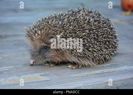 Igel von der Seite auf Holz Stockfoto